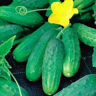 Field cucumber Reja F1 - SEED TAPE WITH FERTILIZER