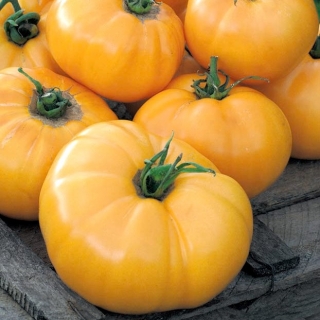 Pomidoras „Jantar“ - NANO-GRO - padidina derliaus kiekį 30% - 
