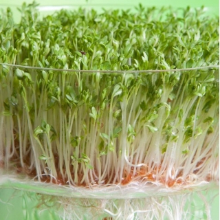 Проращивание семян - кресс-салат - 500 грамм - 