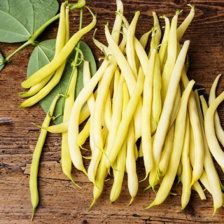 Kacang Perancis kuning "Golden Saxa"- NANO-GRO - meningkatkan jumlah penuaian sebanyak 30%
