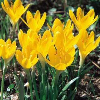 Winter daffodil - XXXL package! - 50 pcs; autumn daffodil, fall daffodil, lily-of-the-field, yellow autumn crocus