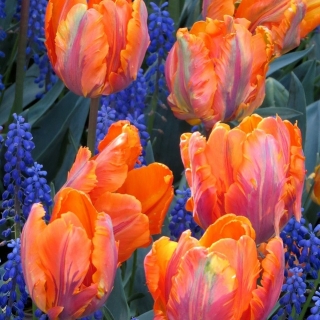 Tulipano 'Prinses Irene Parrot' - confezione grande - 50 pz