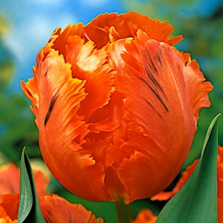 Tulipa 'Orange Favorite' - pacote grande - 50 unidades