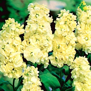 Excelsior estoque comum - amarelo claro; Estoque Brompton, estoque antigo, estoque de dez semanas, flor de goiva - 