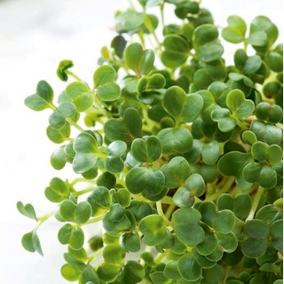 Microgreens - Green kale - young uniquely tasting leaves - 100 grams