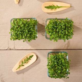 Mikro zelenjava - rukola, rukola - mladi listi edinstvenega okusa - 100 gramov - 