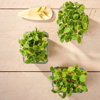 Microgreens - Girasole - foglie giovani dal sapore unico - 1 kg - 