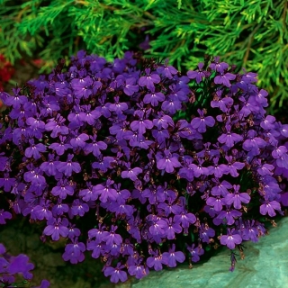 Lobélie à bordure violette; lobelia de jardin - 