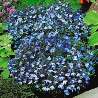 Lobélie à bordure bleu clair; lobelia de jardin - 