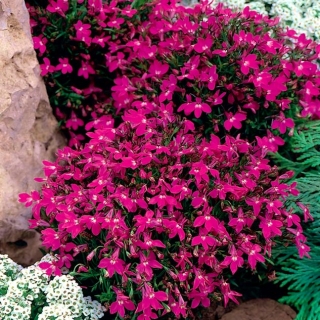 Pink edging lobelia; garden lobelia