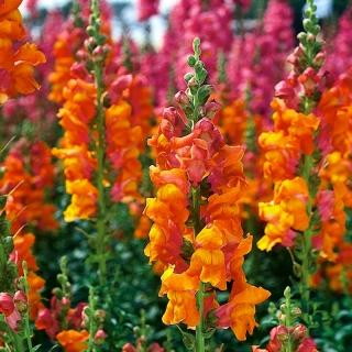 Ψηλό πορτοκαλί λουλούδι - 