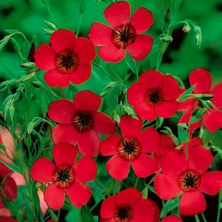 Kırmızı çiçekli yıllık keten - 