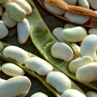 Bean Karo - para semillas secas - 