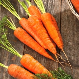 Carrot Fatima - a late variety