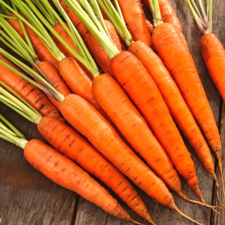 Carrot Fineness - a late variety