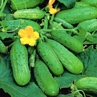Cucumber Brilant F1 - pro pěstování ve sklenících - 