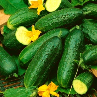 Cucumber Rubin Medalist F1 - for cultivation in greenhouses 