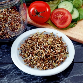 Sprouting seeds - Brown lentil