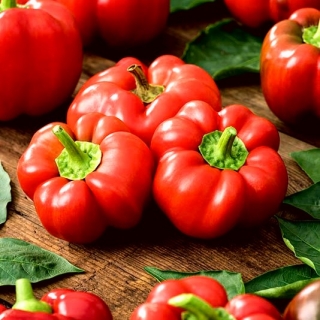 Sarkanie tomātu pipari Olenka - saplacināti un rievoti augļi - 