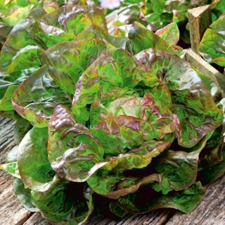 Žaliai raudonos sviestmedžio salotos „Jubilatka“ - 