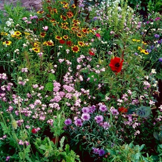 Flowery Meadow Express - campuran lebih dari 20 varietas yang tumbuh cepat - 500 gram - 