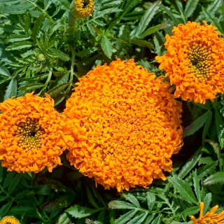 Marigold Mexico Pollux Orange; Marigold Aztec - 
