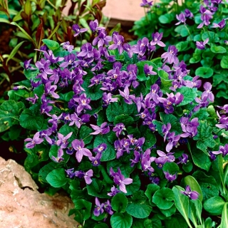 Hout violet Sweet Violet; Engels violet, gewoon violet, bloemistenviooltje - 
