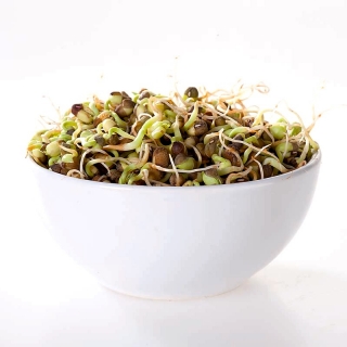 Klíčení semen - fazole Mungo - 