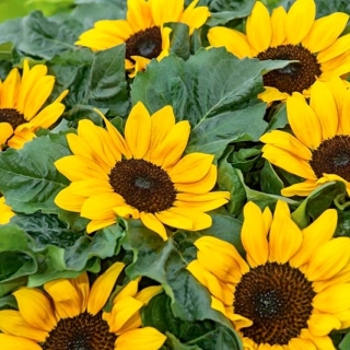 Ornamental solsikke Suntastic F1 - lavt voksende sort til blomsterbed - 