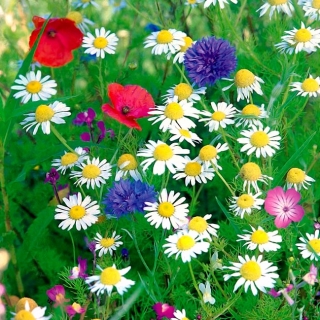Anti-smog Flowery Meadow - seleção de plantas com flores que reduzem a poluição - 250 gramas - 