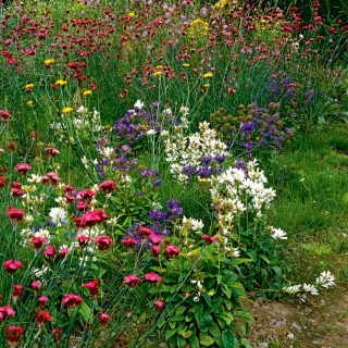 Eden Flowery Meadow - flowering plant mix: wide colour selection - 250 grams