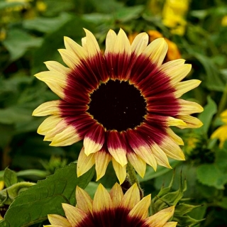 Mittelgroße dekorative Sonnenblume &quot;Floren&quot; - 