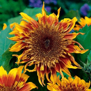 Floarea-soarelui ornamentală medie-înaltă &quot;Astra Brown&quot; - 