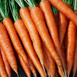 Carrot "Imperator" - late variety