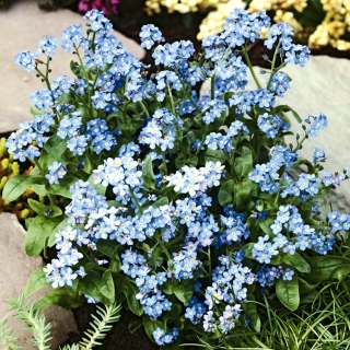 Forget-Me-Not, Wood Forget-Me-Not เมล็ด - Myosotis alpestris - 450 เมล็ด - Myosotis alpestris