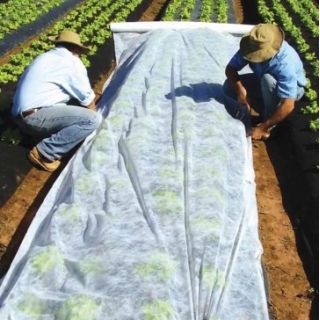 Lente-agrotextiel - gewasbescherming voor gezonde gewassen - 2,1 mx 20,00 m - 