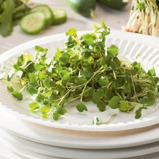 BIO EKO Sprouting seeds with a small sprouter - Rocket, arugula - certified organic seeds