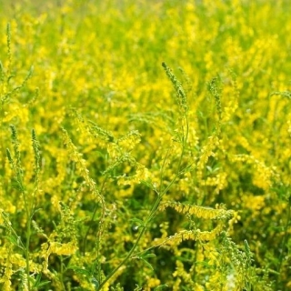 黄色い甘いクローバー-陽気な植物-100グラム;黄色のメリロット、リブ付きメリロット、一般的なメリロット - 