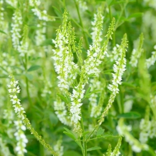 Honey clover - melliferous plant - 100 grams; white melilot, Bokhara clover, white sweet clover, sweet clover