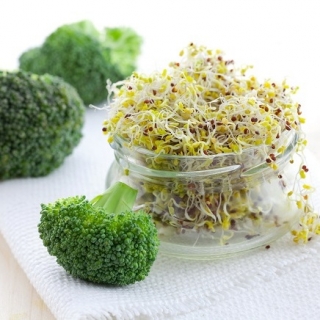 Kiemende zaden met een kleine spruit - Broccoli - 