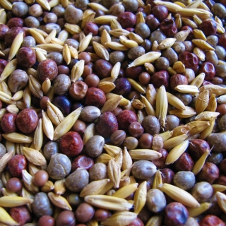 Selección de post-cultivo de leguminosas y cereales MP-4 - 1 kg - 