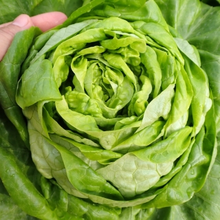 Butterhead lettuce 'Asia'