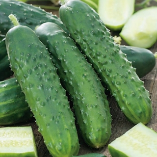 Komkommer 'Marieta F1' - 100 gram - professionele zaden voor iedereen - 