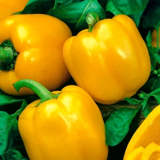 Pepper 'Tesla F1' - 500 seeds - professional seeds for everyone