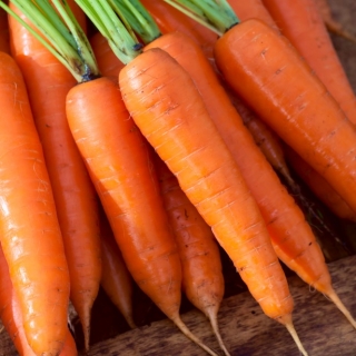 Морковь 'Анета F1' - калиброванная (1,8 - 2,0) 25000 семян - профессиональные семена для всех - 