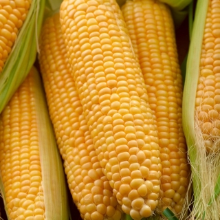 Maïs à sucre, maïs 'Tauris F1' - 500 grammes - des semences professionnelles pour tous - 