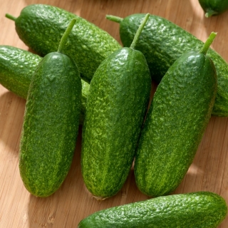 Cucumber 'Karen F1' - a parthenocarpic variety - 500 seeds - professional seeds for everyone