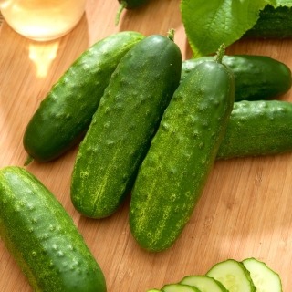 Cucumber 'Orpheus F1' - a parthenocarpic variety - 500 seeds - professional seeds for everyone