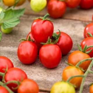 Tomaatti 'Curranto F1' - 250 siementä - ammattimaiset siemenet kaikille - 