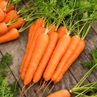 Carrot 'Knota F1' calibrated (1.8 - 2.0) 25000 seeds - professional seeds for everyone